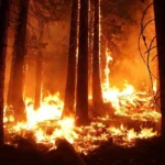 Incendio forestal en américa latina arrasando una zona de bosque tropical con árboles envueltos en llamas y el suelo completamente cubierto de fuego. selva