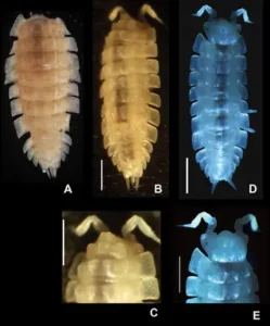 Descubren una Nueva Especie Animal en un Antiguo Acueducto Romano Enterrado este 2025 1