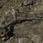 En las profundidades de un frondoso bosque en Alberta, Canadá, se encuentra un lugar que guarda secretos de hace 72 millones de años. Conocido como el "Río de la Muerte", Pipestone Creek es un cementerio prehistórico que alberga los restos de miles de dinosaurios. Este yacimiento, uno de los más grandes de América del Norte, ha capturado la atención de paleontólogos que buscan descifrar el enigma de una tragedia masiva ocurrida en el Cretácico Superior. En este artículo, exploraremos este fascinante descubrimiento, los hallazgos en el sitio, las teorías sobre la muerte de estos gigantes y el impacto de estas investigaciones en nuestra comprensión del mundo prehistórico.