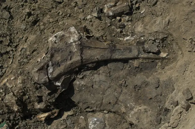 En las profundidades de un frondoso bosque en Alberta, Canadá, se encuentra un lugar que guarda secretos de hace 72 millones de años. Conocido como el "Río de la Muerte", Pipestone Creek es un cementerio prehistórico que alberga los restos de miles de dinosaurios. Este yacimiento, uno de los más grandes de América del Norte, ha capturado la atención de paleontólogos que buscan descifrar el enigma de una tragedia masiva ocurrida en el Cretácico Superior. En este artículo, exploraremos este fascinante descubrimiento, los hallazgos en el sitio, las teorías sobre la muerte de estos gigantes y el impacto de estas investigaciones en nuestra comprensión del mundo prehistórico.