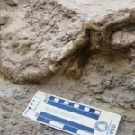 Fotografía de un fósil de garra de dinosaurio parcialmente desenterrado en terreno arenoso, con una escala de medición colocada al frente.