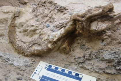 Fotografía de un fósil de garra de dinosaurio parcialmente desenterrado en terreno arenoso, con una escala de medición colocada al frente.