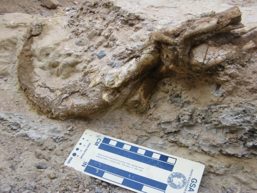 Fotografía de un fósil de garra de dinosaurio parcialmente desenterrado en terreno arenoso, con una escala de medición colocada al frente.