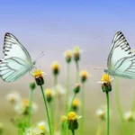 Las Mariposas Más Bellas del Mundo