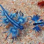 Los 10 Animales Más Raros del Mundo