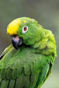 Los 6 Animales Más Ruidosos del Mundo: Los Maestros del Sonido en la Naturaleza 4 Los 6 Animales Más Ruidosos del Mundo: Los Maestros del Sonido en la Naturaleza