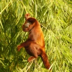 Los 6 Animales Más Ruidosos del Mundo: Los Maestros del Sonido en la Naturaleza