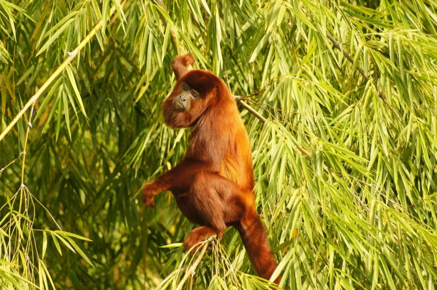 Los 6 Animales Más Ruidosos del Mundo: Los Maestros del Sonido en la Naturaleza