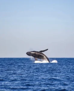 Los 6 Animales Más Ruidosos del Mundo: Los Maestros del Sonido en la Naturaleza 2 Los 6 Animales Más Ruidosos del Mundo: Los Maestros del Sonido en la Naturaleza