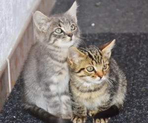 Mitos sobre los Gatos – Verdades y Falsedades del Mundo Felino 2 Mitos sobre los Gatos – Verdades y Falsedades del Mundo Felino