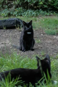 Mitos sobre los Gatos – Verdades y Falsedades del Mundo Felino 3 Mitos sobre los Gatos – Verdades y Falsedades del Mundo Felino
