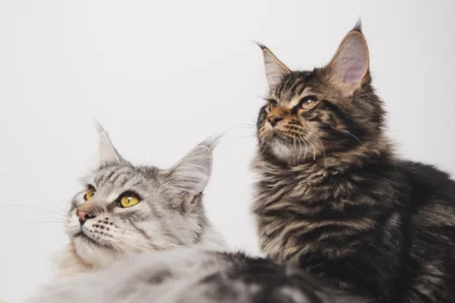 Mitos sobre los Gatos – Verdades y Falsedades del Mundo Felino