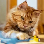 Revelación Genética El Secreto del Pelaje Naranja en Gatos Descifrado por Científicos en este 2025