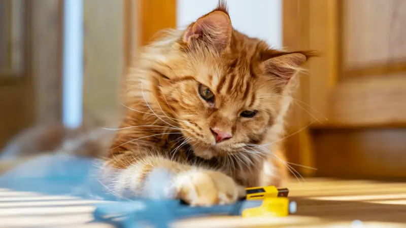 Revelación Genética El Secreto del Pelaje Naranja en Gatos Descifrado por Científicos en este 2025