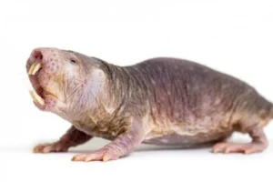 Todo sobre la Rata Topo Desnuda: El animal más sorprendente del mundo subterráneo 2 Todo sobre la Rata Topo Desnuda: El animal más sorprendente del mundo subterráneo