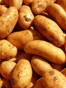 Todo sobre la Rata Topo Desnuda: El animal más sorprendente del mundo subterráneo 3 Todo sobre la Rata Topo Desnuda: El animal más sorprendente del mundo subterráneo