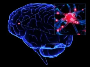 Transforma tu Cerebro. El Habito Diario que Estimula el Nacimiento de Nuevas Neuronas segun estudios del 2025 1