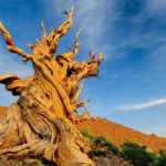 Top 10 Árboles Más Antiguos del Mundo: Testigos Milenarios de la Historia