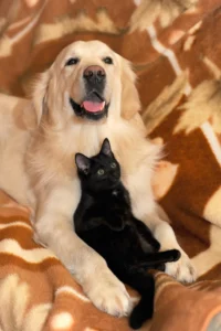 Mitos sobre los Gatos – Verdades y Falsedades del Mundo Felino 4 Mitos sobre los Gatos – Verdades y Falsedades del Mundo Felino