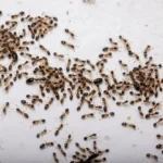 Top 10 Métodos Efectivos para Espantar Hormigas en Casa: Guía Definitiva para un Hogar Libre de Invasores