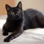 Top 10 Misterios y Leyendas del Gato Negro que No Conocías