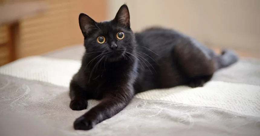 Top 10 Misterios y Leyendas del Gato Negro que No Conocías