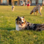 Top 10 Consejos para Evitar el estrés en tus Mascotas