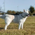 Reduce la Caída de Pelo en tus Mascotas: Top 10