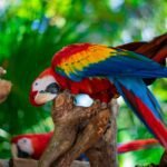 Top 10 Países con las Selvas Más Impresionantes para Visitar
