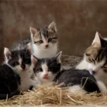 ¿Cuándo Comienzan a Envejecer los Gatos Etapas, Signos y Cuidados Clave para una Vejez Saludable
