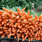 “5 Recetas con Zanahoria (Dulces y Saladas) que Tienes que Probar: Sabor, Salud y Versatilidad en tu Cocina”
