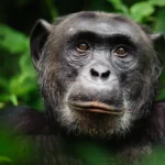 7 Asombrosas Estrategias de Autocuración Animal que Debes Conocer