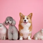 Eutanasia en Perros y Gatos: Una Guía Completa para Tomar la Decisión Más Difícil