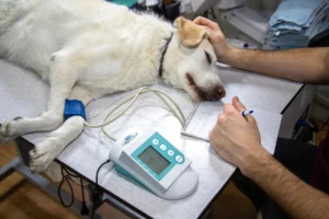 Eutanasia en Perros y Gatos: Una Guía Completa para Tomar la Decisión Más Difícil 3 Eutanasia en Perros y Gatos: Una Guía Completa para Tomar la Decisión Más Difícil
