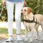Todo sobre los Perros Guía: Compañeros Invaluables para Personas con Discapacidad Visual